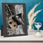 Panda-Bär Fotoplatte (Seite)