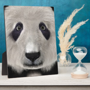 Panda Bär Fotoplatte