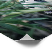 Panda Bär frisst Bambus Poster (Ecke)