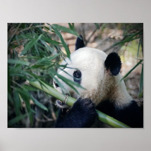 Panda Bär frisst Bambus Poster (Vorne)