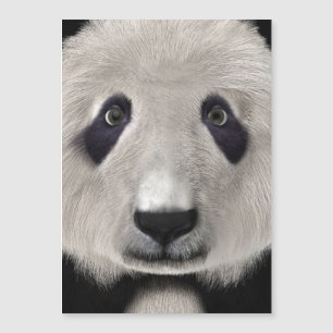 Panda Bär Magnetkarte