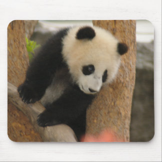 Panda-Bär Mousepad