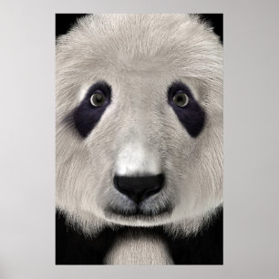Panda Bär Poster