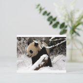 Panda Bär Postkarte (Stehend Vorderseite)