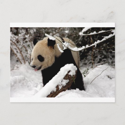 Panda Bär Postkarte (Vorderseite)