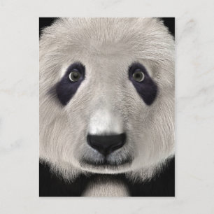 Panda Bär Postkarte