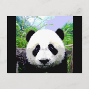 Panda Bär Postkarte