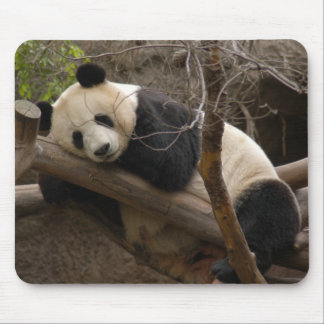 Panda-Bär u. Baby-Panda Mousepad