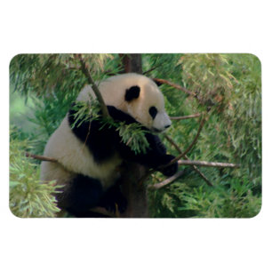 Panda Bär Umarmungen Magnet