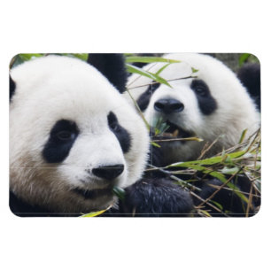 Panda Bär Umarmungen Magnet