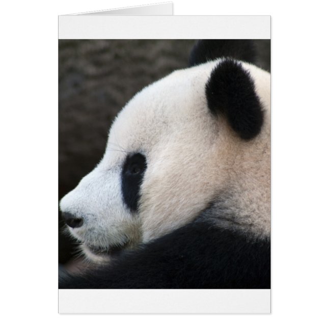 Panda-Bären (Vorne)