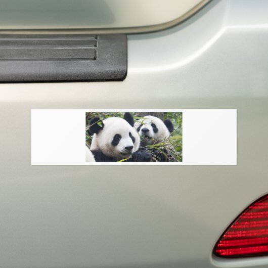 Panda-Bären Autoaufkleber (Auf Auto)