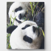 Panda-Bären Fotoplatte (Vorderseite)