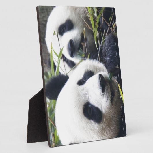 Panda-Bären Fotoplatte (Seite)