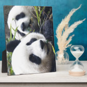 Panda-Bären Fotoplatte (Seite)