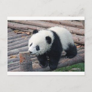 Panda-Bären individuell anpassen Jahrestage Postkarte