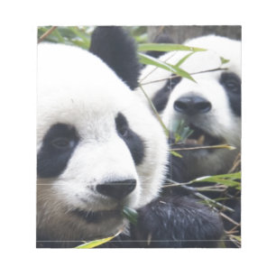 Panda-Bären Notizblock