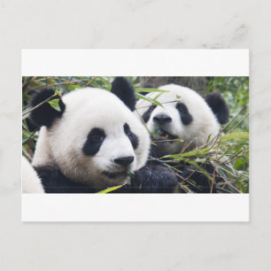 Panda-Bären Postkarte