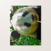 Panda-Bären. Puzzle (Vertikal)