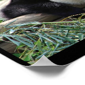 Panda Bärenposter Poster (Ecke)