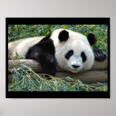 Panda Bärenposter Poster (Vorne)