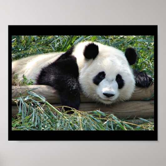 Panda Bärenposter Poster (Vorne)