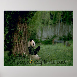 Panda Bärenposter Poster