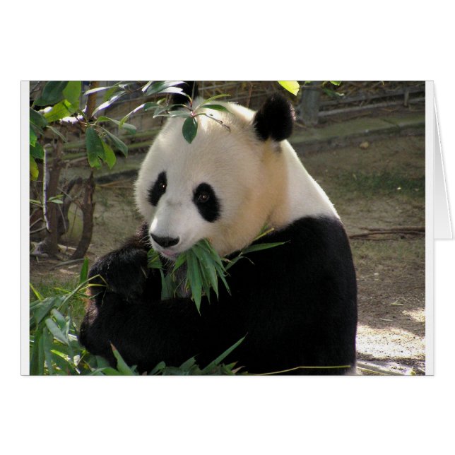 Panda-Bärenumarmungen (Vorderseite (Horizontal))