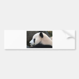 Panda-Bärenumarmungen Autoaufkleber