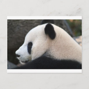 Panda-Bärenumarmungen Postkarte