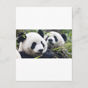 Panda-Bärenumarmungen Postkarte