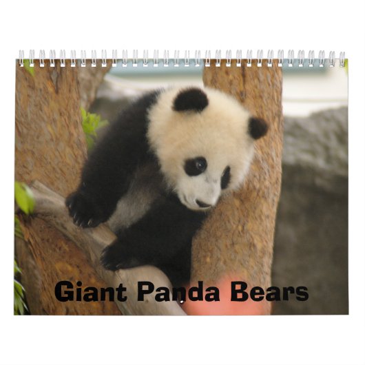 Panda-Bärn-Kalender, Panda-Bären Kalender (Titelbild)