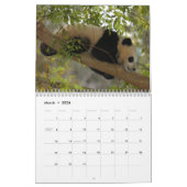 Panda-Bärn-Kalender, Panda-Bären Kalender (Mär 2026)