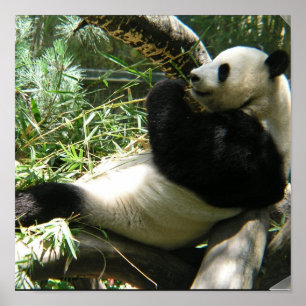 Panda-Bärn-Plakat Poster