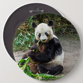 Panda Bear 1 Button (Vorne & Hinten)