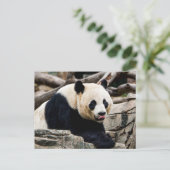 Panda Bear auf den Felsen Postkarte (Stehend Vorderseite)