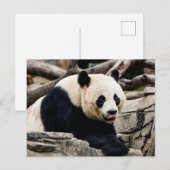 Panda Bear auf den Felsen Postkarte (Vorne/Hinten)