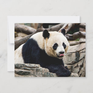 Panda Bear auf den Felsen Postkarte
