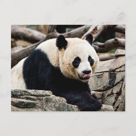 Panda Bear auf den Felsen Postkarte (Vorderseite)