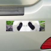 Panda Bear Autoaufkleber (Auf Auto)