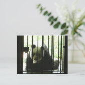 Panda Bear Behind Bars Postkarte (Stehend Vorderseite)