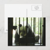 Panda Bear Behind Bars Postkarte (Vorne/Hinten)
