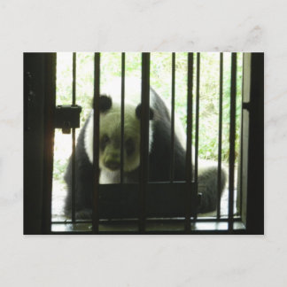 Panda Bear Behind Bars Postkarte