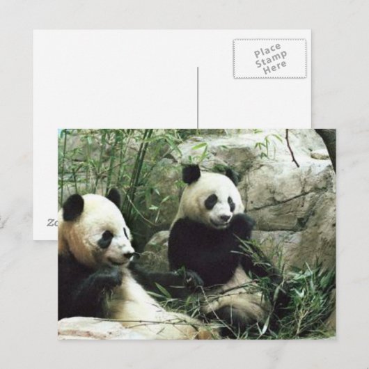 Panda bear eating and playing postkarte (Vorne/Hinten)
