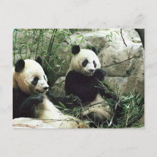 Panda bear eating and playing postkarte