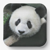 Panda Bear Face Paper Teller (Vorderseite)