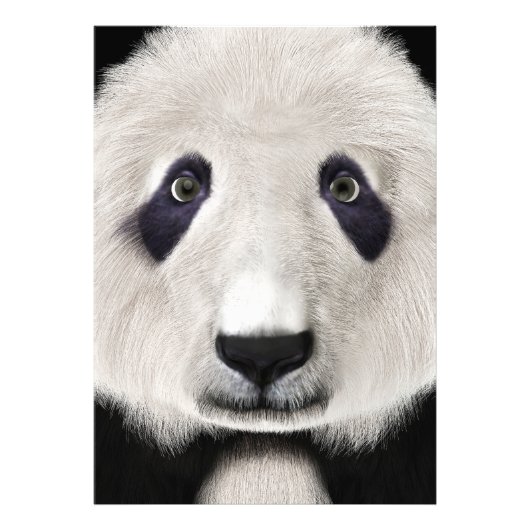 Panda Bear Fotodruck (Vorne)