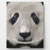 Panda Bear Fotoplatte (Vorderseite)