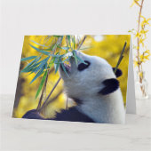 Panda Bear frisst Bamboo Karte (Gelbe Blume)