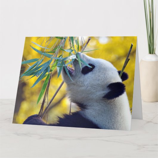 Panda Bear frisst Bamboo Karte (Vorderseite)